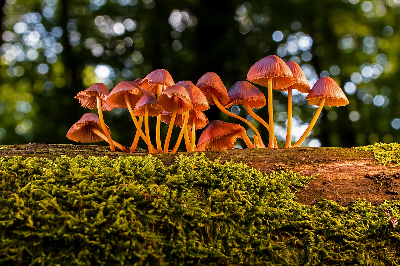 Parco dei castelli Romani e la raccolta dei funghi: un’attività tra fascino, tradizione e pericoli