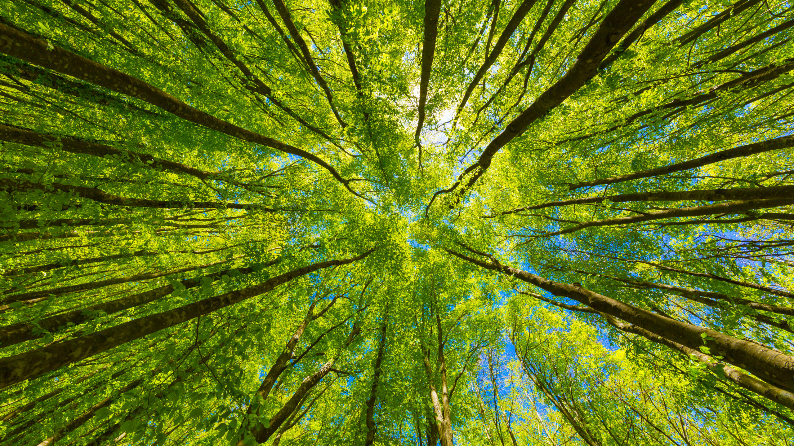 Evento: Salviamo la natura. Vegetazione, clima e governo delle acque nei Colli Albani