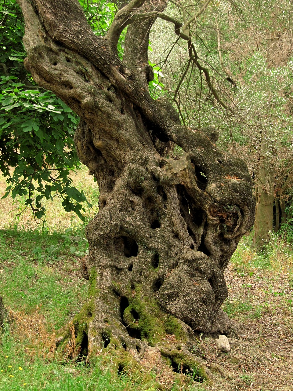 Giornata degli Alberi con il simbolico “Albero del Centenario”