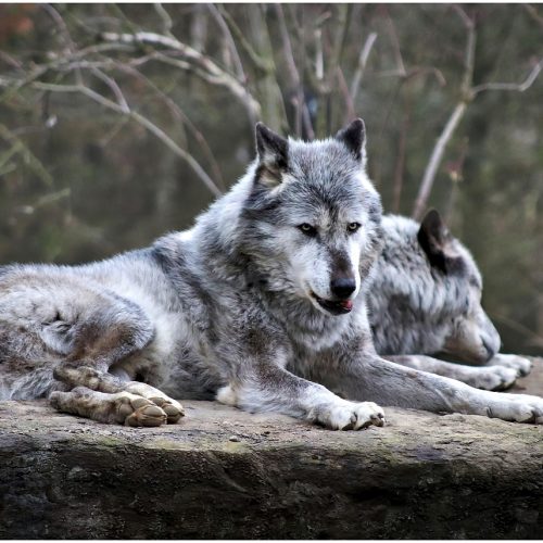 L’Adattamento della Fauna Selvatica all’Inverno