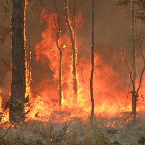 File source: http://commons.wikimedia.org/wiki/File:Bush_fire_at_Captain_Creek_central_Queensland_Australia..JPG