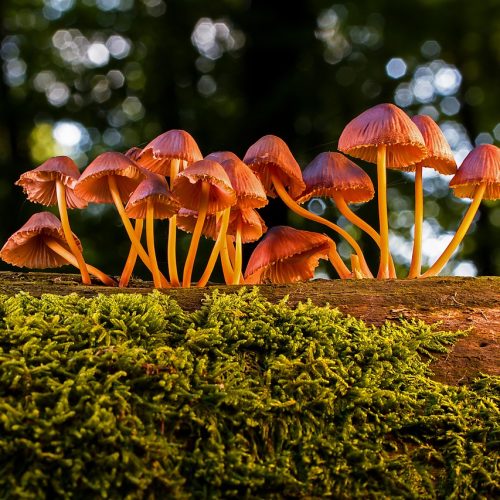 Parco dei castelli Romani e la raccolta dei funghi: un’attività tra fascino, tradizione e pericoli