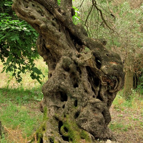 Giornata degli Alberi con il simbolico “Albero del Centenario”